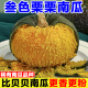 正宗叁色栗栗南瓜新鲜蔬菜贝栗美南瓜板栗味宝宝辅食三色栗栗南瓜