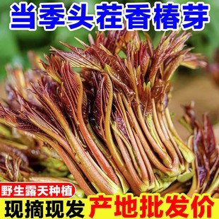 现货香椿芽嫩芽新鲜红油春芽蔬菜露天头茬香椿野生现摘农家春天菜
