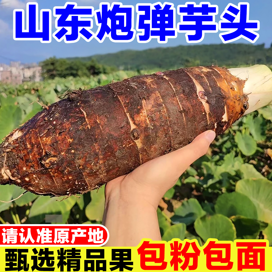 山东炮弹芋头新鲜当季现挖毛芋头大个槟榔芋头荔浦芋头长香芋整箱