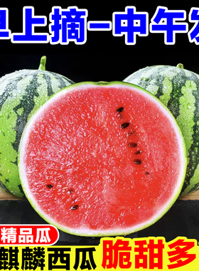 正宗麒麟西瓜新鲜当季水果现摘8424美都西瓜脆甜多汁有籽无籽西瓜