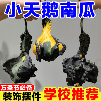 观赏南瓜墨西哥天鹅南瓜异形小南瓜万圣节雕刻盲盒真果摆件幼儿园