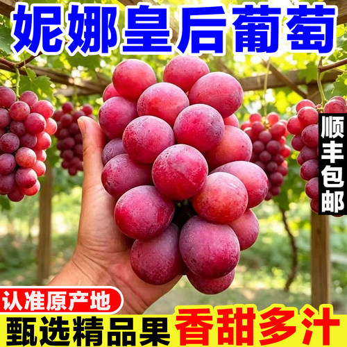 正宗妮娜皇后葡萄新鲜当季水果现摘红宝石葡萄无籽女皇尼娜红提子