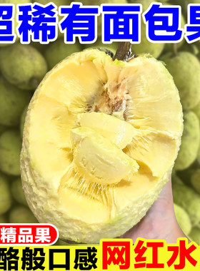 网红面包果新鲜当季现摘面包树果实罕见猴面包果鲜果稀有热带水果