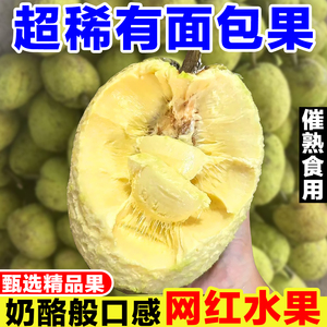 网红面包果新鲜当季现摘面包树果实罕见猴面包果鲜果稀有热带水果