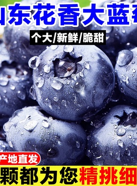 花香大蓝莓鲜果山东露天L25蓝莓新鲜现摘脆甜大果孕妇水果宝辅食
