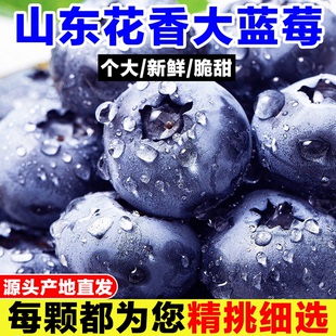 花香大蓝莓鲜果山东露天L25蓝莓新鲜现摘脆甜大果孕妇水果宝辅食