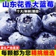 花香大蓝莓鲜果山东露天L25蓝莓新鲜现摘脆甜大果孕妇水果宝辅食