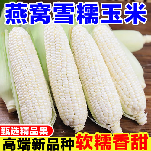 正宗燕窝雪糯玉米新鲜现摘白玉米带皮生玉米粘玉米嫩玉米带壳苞谷