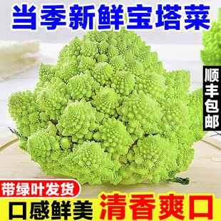 山东宝塔菜新鲜罗马花椰菜当季现摘宝塔花菜农家蔬菜西餐特色食材