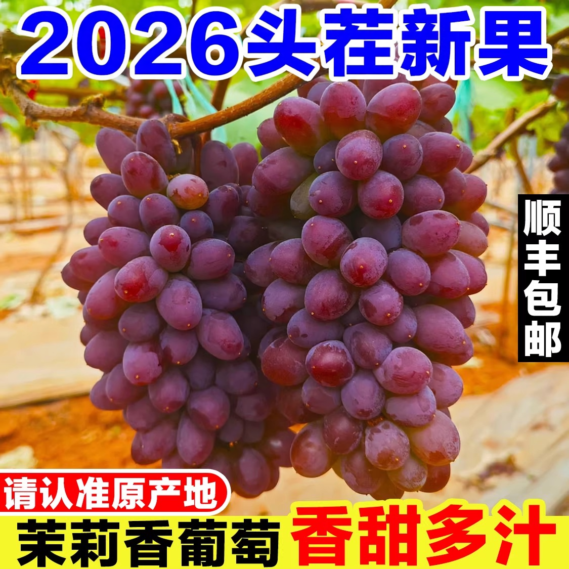 正宗茉莉香葡萄新鲜当季孕妇水果现摘郁金香玫瑰香无籽香甜红提子