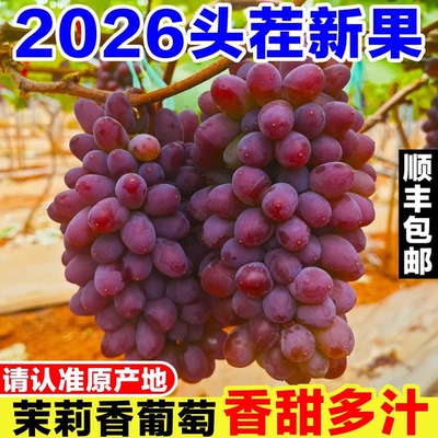 正宗茉莉香葡萄新鲜当季孕妇水果现摘郁金香玫瑰香无籽香甜红提子