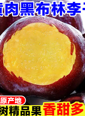 正宗黑布林李子新鲜当季孕妇水果现摘黑金刚脆李恐龙蛋黄肉李味帝