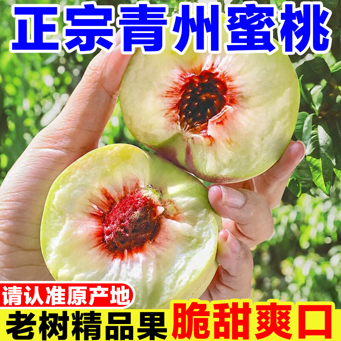 正宗青州蜜桃新鲜桃子当季孕妇水果现摘脆桃冬桃甜桃硬桃青皮毛桃