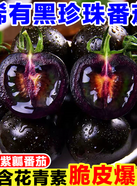 山东黑珍珠番茄黑紫色圣女果新鲜当季黑玫瑰小番茄生吃水果小柿子