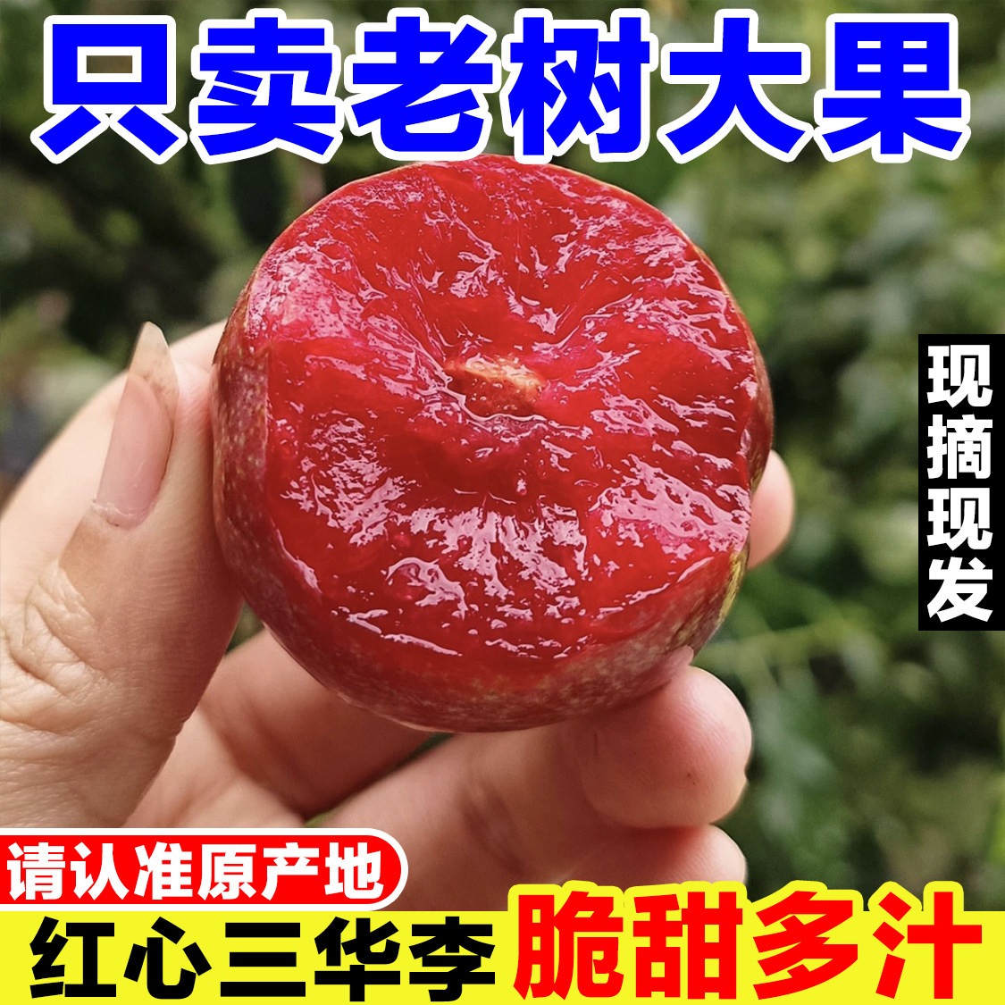 正宗广东三华李新鲜李子当季孕妇水果现摘红心芙蓉李五月脆小脆红