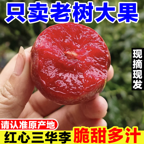 正宗广西三华李新鲜李子当季孕妇水果现摘红心芙蓉李五月脆小脆红