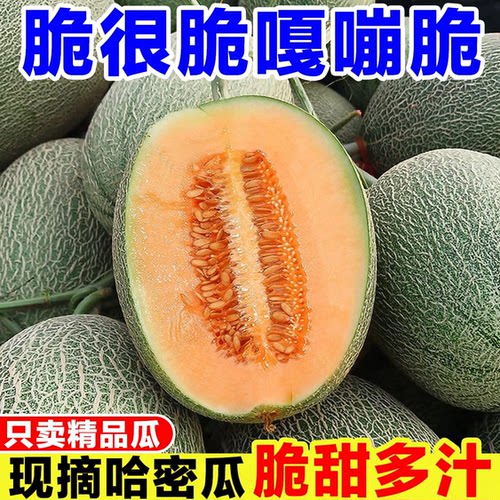 正宗哈密瓜脆甜多汁西州蜜25号新鲜水果当季现摘网纹蜜瓜孕妇整箱
