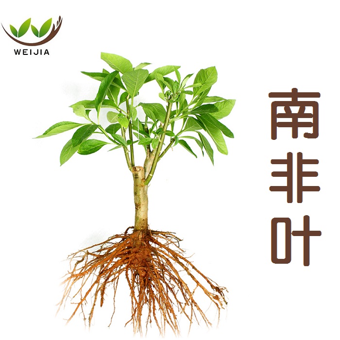 南非叶将军叶药王苦茶苦丁忧遁草