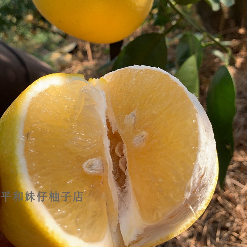 漳州平和县黄金葡萄柚子5斤9斤新鲜孕妇补叶酸水果礼盒装促销包邮