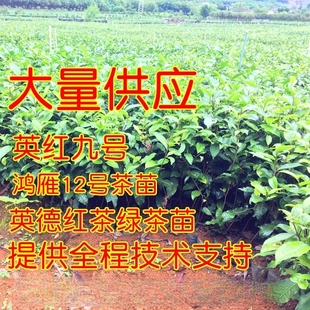 英红九号茶苗茶花苗英德红茶金宣鸿雁12号茶花苗提供种植技术