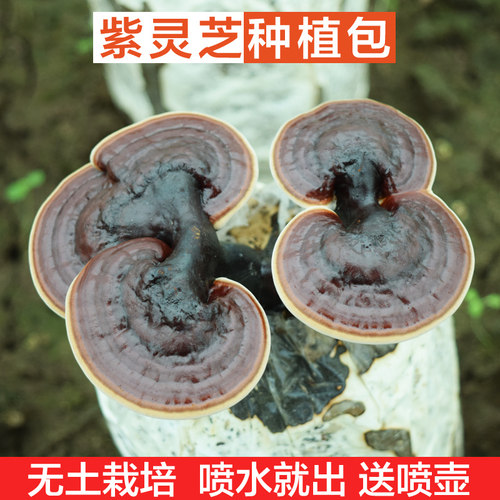 稀有紫色灵芝采掉还长喷水就长