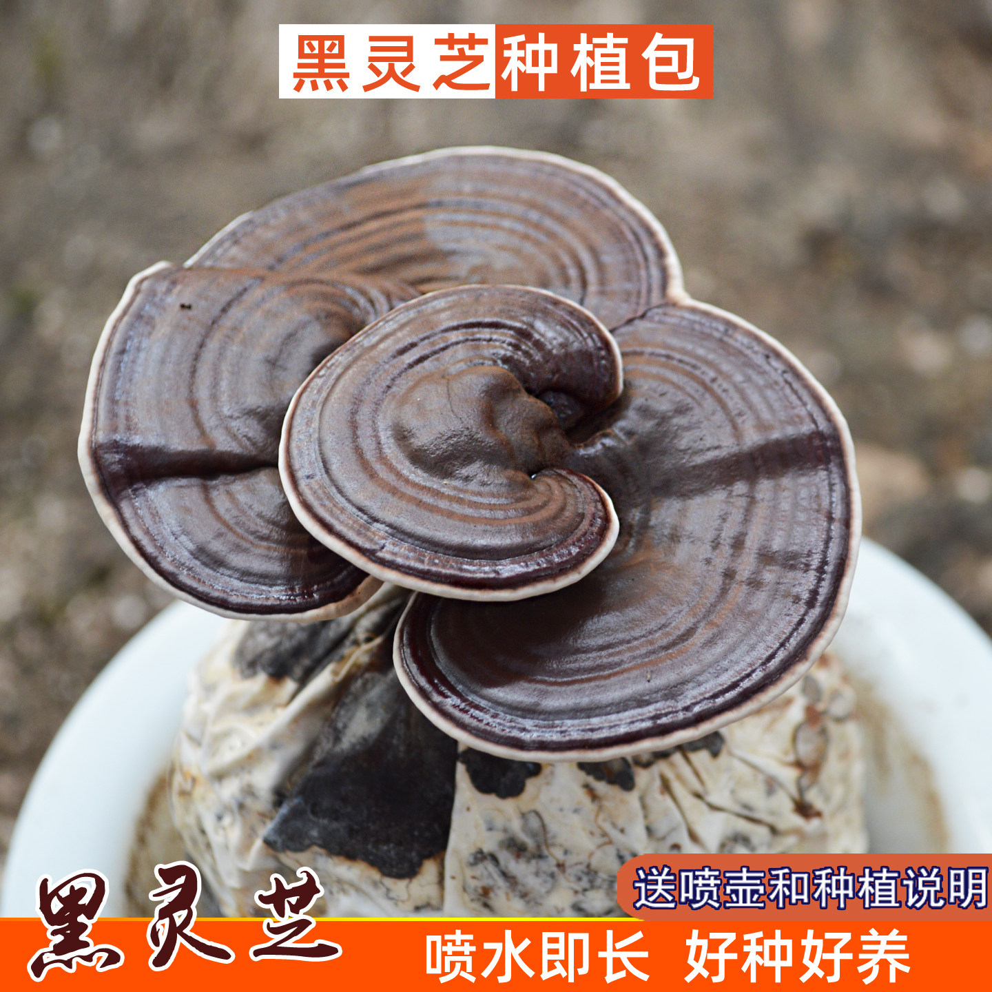 黑灵芝菌包紫灵芝赤灵芝盆景菌包种植包家庭趣味盆栽多肉喷水就长图片