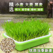小麦粒猫草种子种孑种籽麦芽糖大麦黑麦芽苗菜育苗盘猫薄荷排毛球