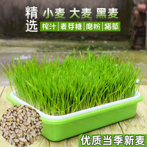 小麦种子猫草种孑麦芽糖大麦黑麦