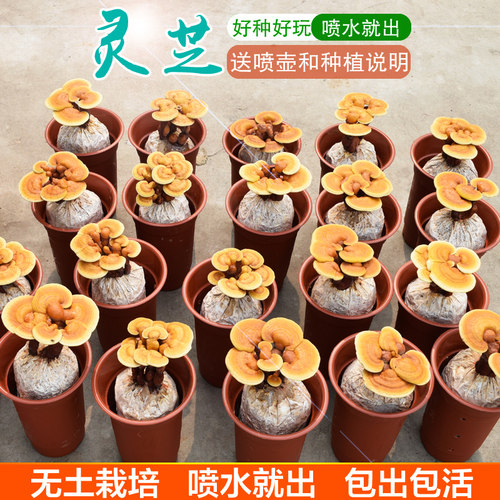 食用观赏活体灵芝盆景盆栽蘑菇灵芝菌包菌种 灵芝种植灵芝苗盆栽