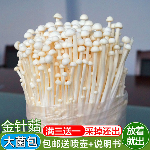 金针菇菌包平菇蘑菇菌种蘑菇种植包菌棒蘑菇菌菇种子多肉植物家庭