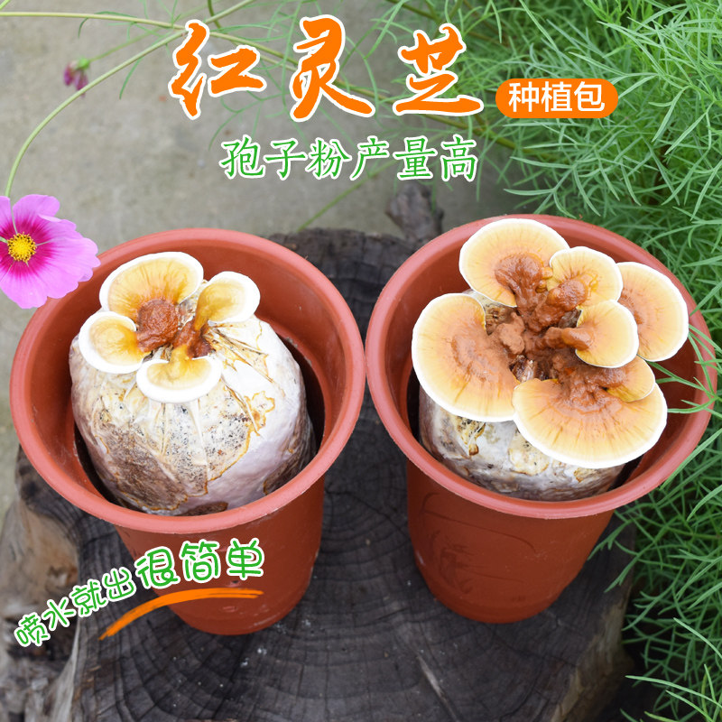 观赏活体灵芝盆景盆栽红灵芝菌包菌种菌棒室内绿植盆栽产孢子粉多