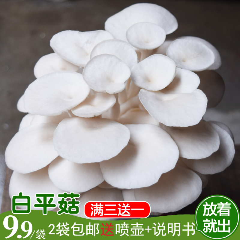 白平菇蘑菇菌包食用菌菌包 蘑菇种植包室内种菜多肉植物包邮