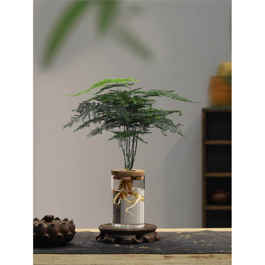 新疆包邮文竹水培植物绿