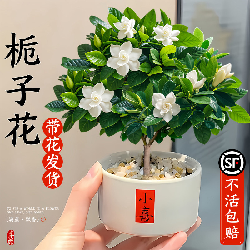 新疆西藏包邮栀子花盆栽
