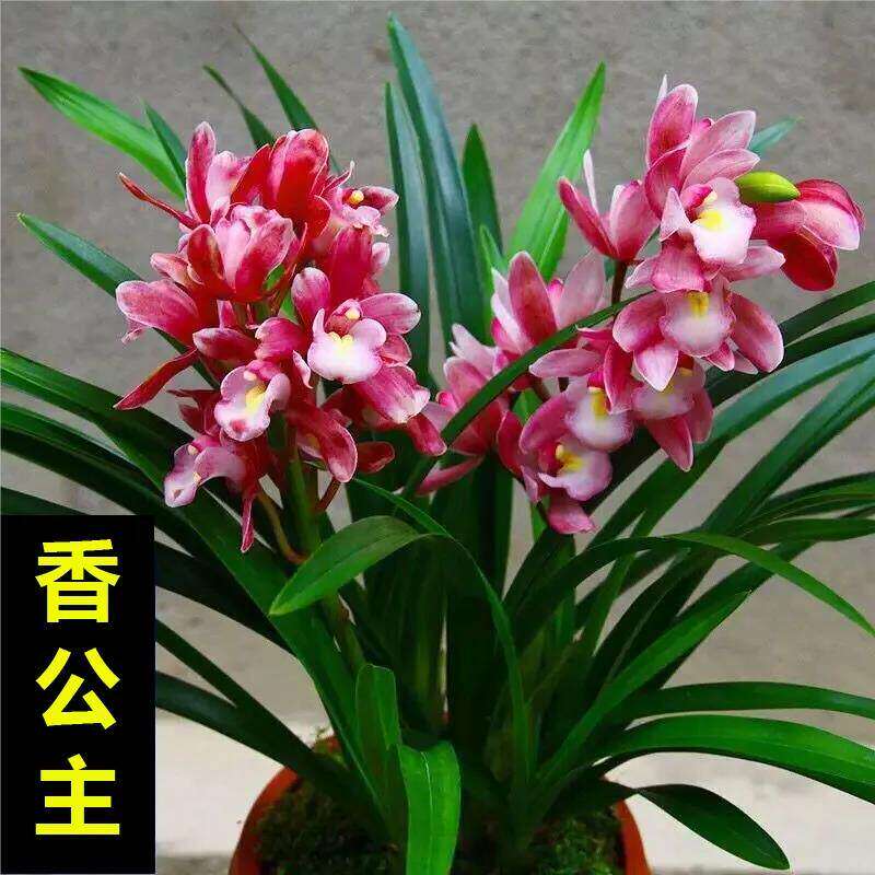 新疆包邮兰花盆栽春兰香