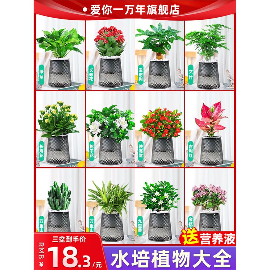 新疆西藏包邮水培植物绿