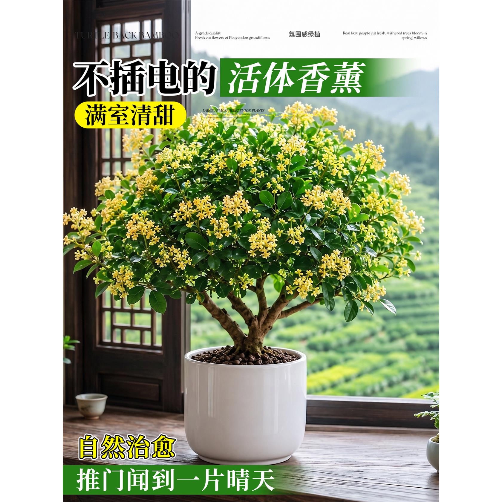 新疆西藏包邮香水米兰花