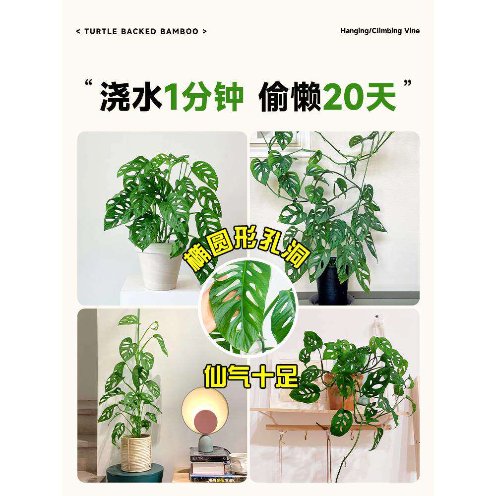 新疆包邮仙洞龟背竹盆栽