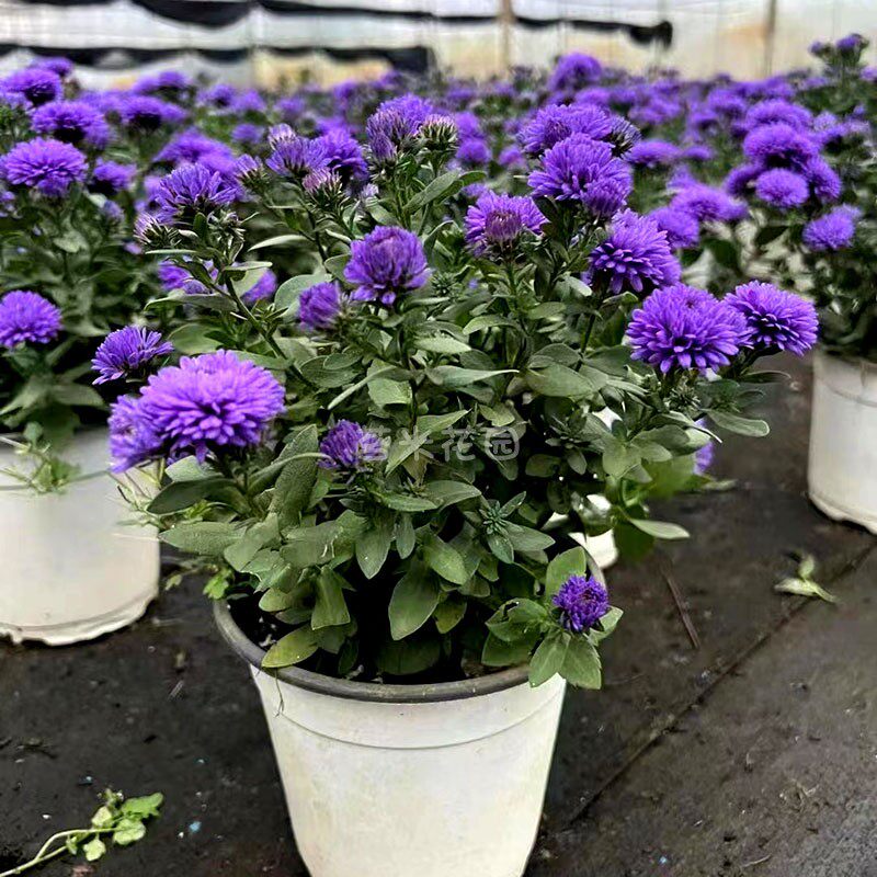 新疆包邮矮生重瓣荷兰菊