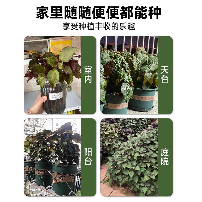 新疆包邮紫苏苗盆栽可食