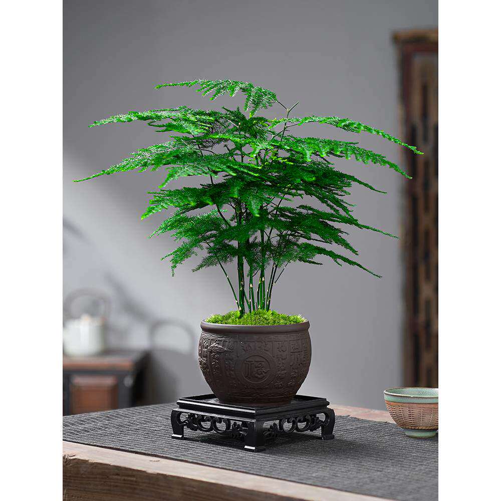 新疆包邮文竹盆栽植物室