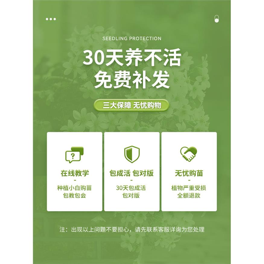 新疆包邮园艺铁线莲爬藤