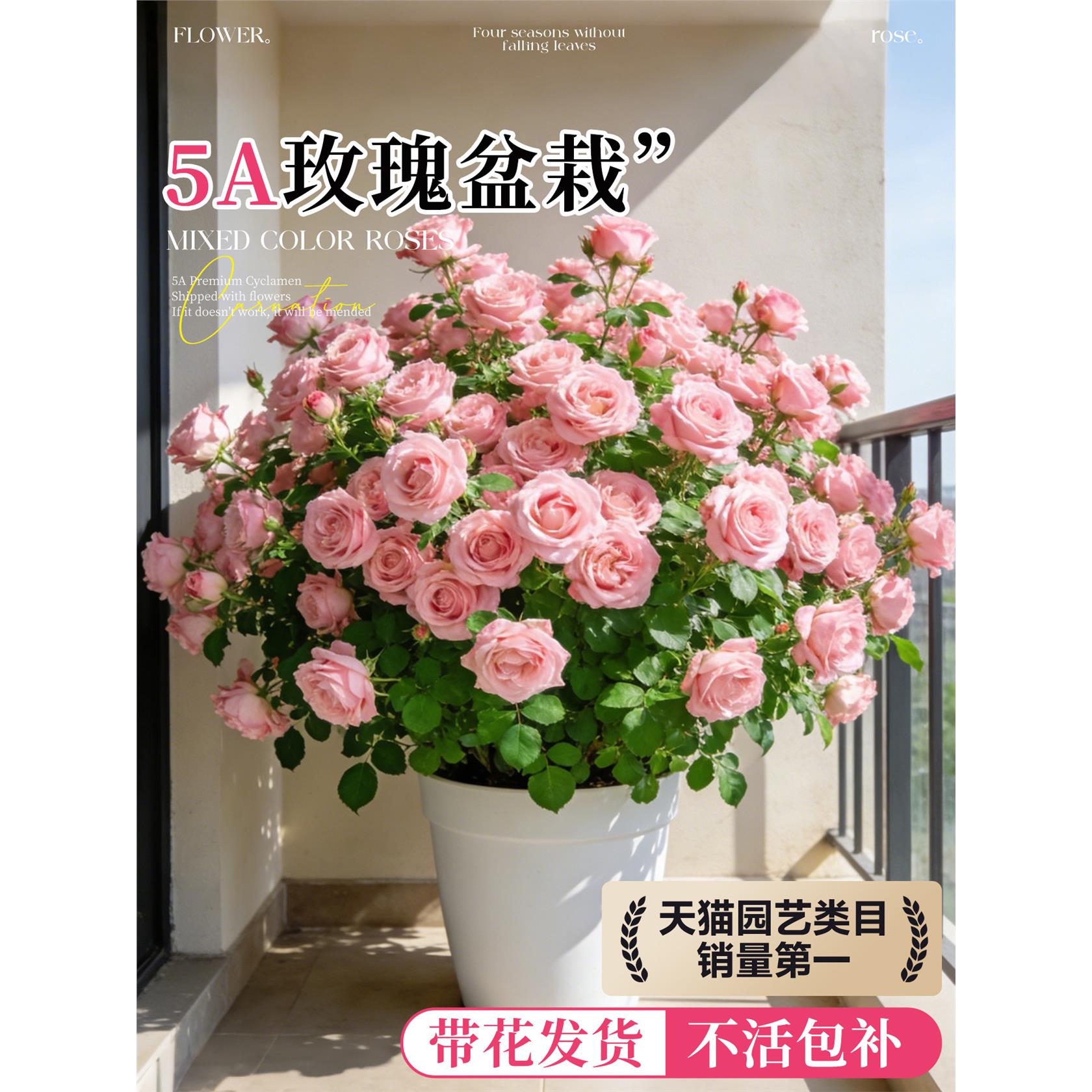 新疆西藏包邮玫瑰花苗特