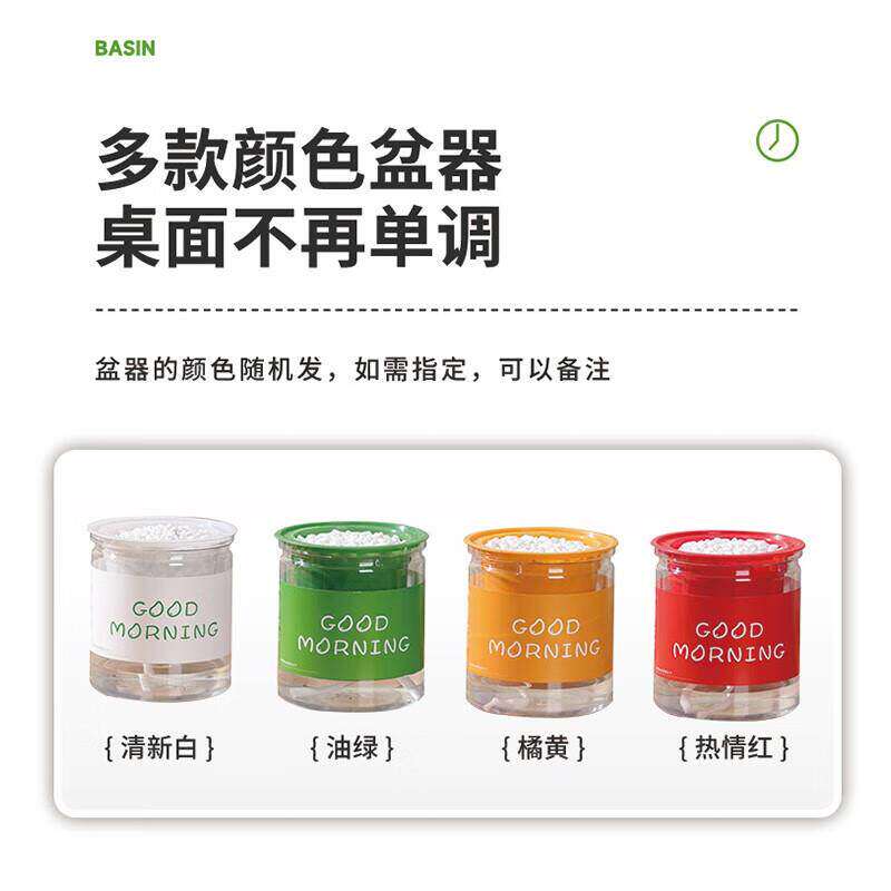 新疆包邮绿萝吊兰多肉发