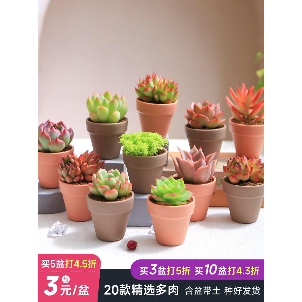 新疆包邮多肉星球单颗植