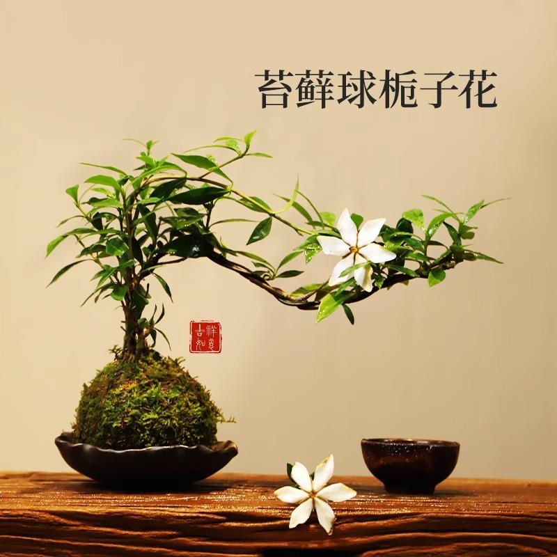 新疆包邮苔藓球小叶栀子