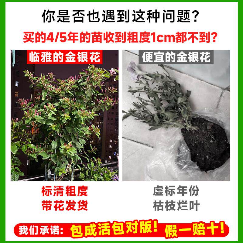 新疆包邮红色金银花树苗