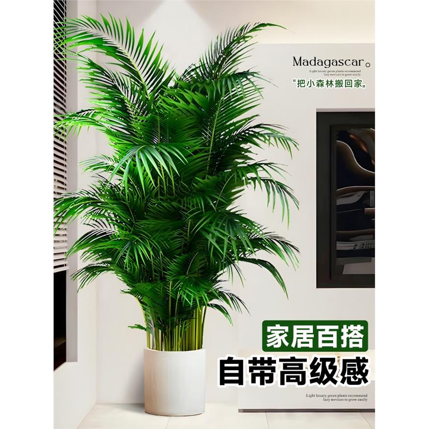 新疆包邮散尾葵植物盆栽