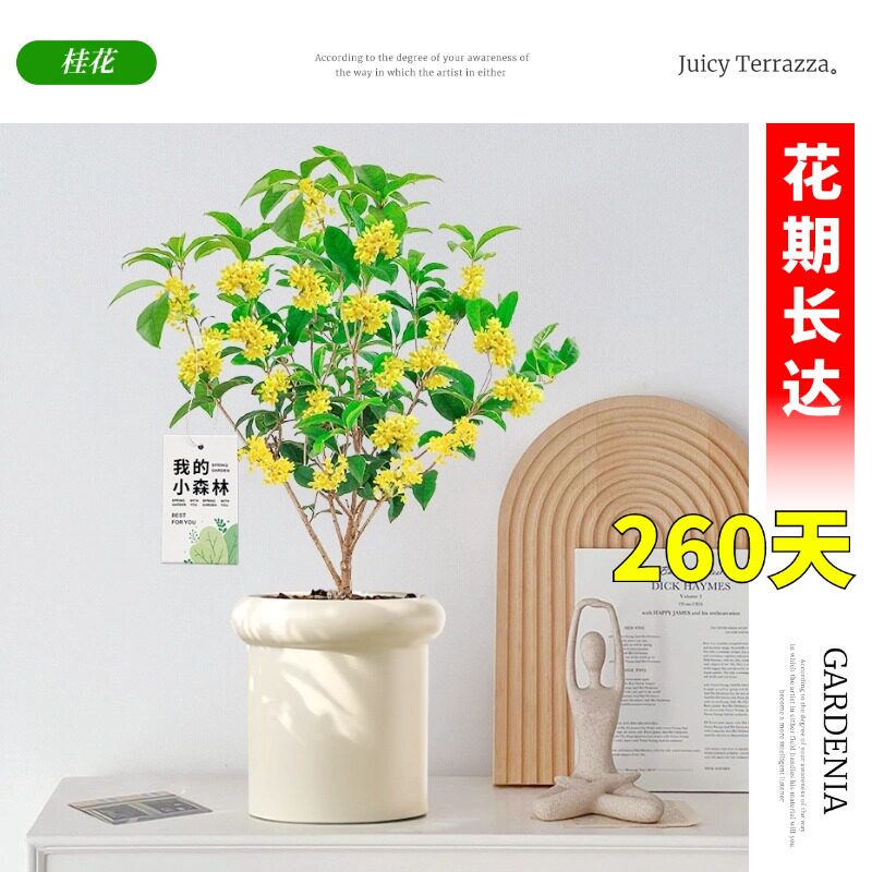 新疆包邮四季桂花树苗带