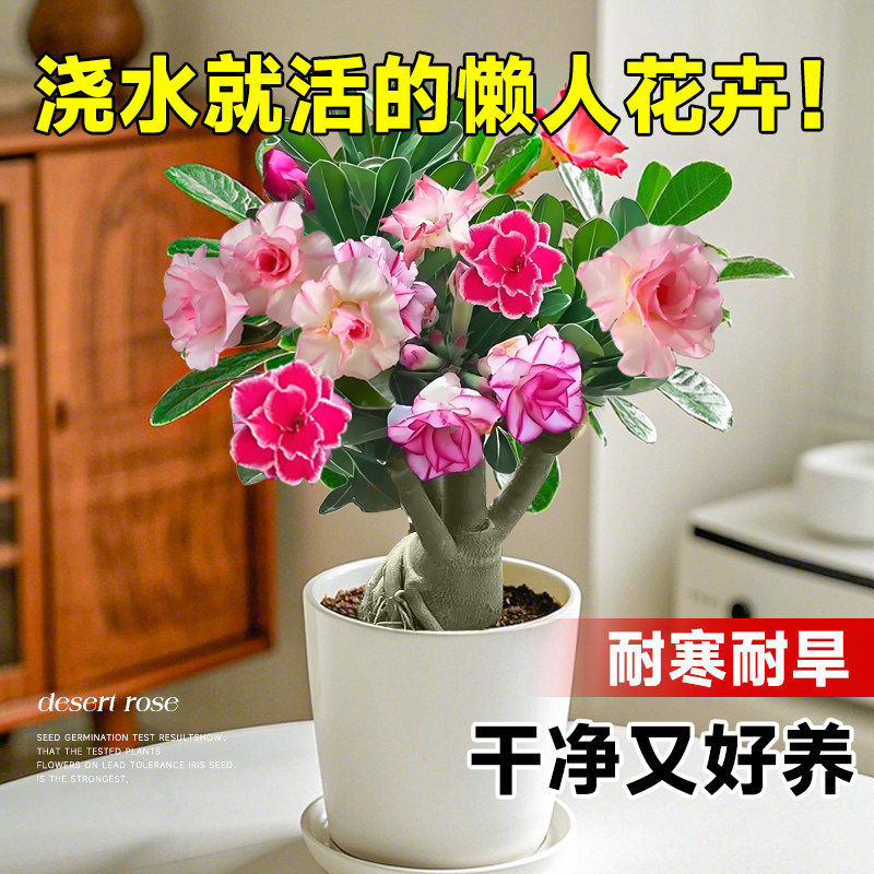 新疆包邮重瓣沙漠玫瑰盆